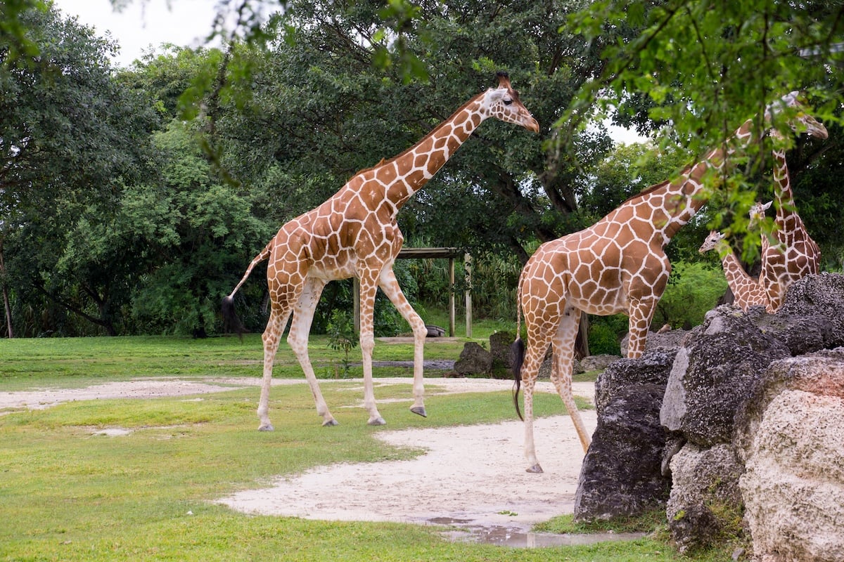 Two giraffes with brown and white patterned coats walk on grass near rocky terrain
