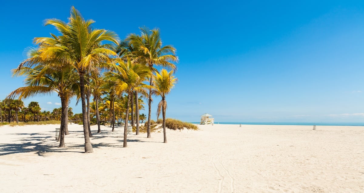 Palm trees line a sunny, white sandy beach beneath a clear blue sky