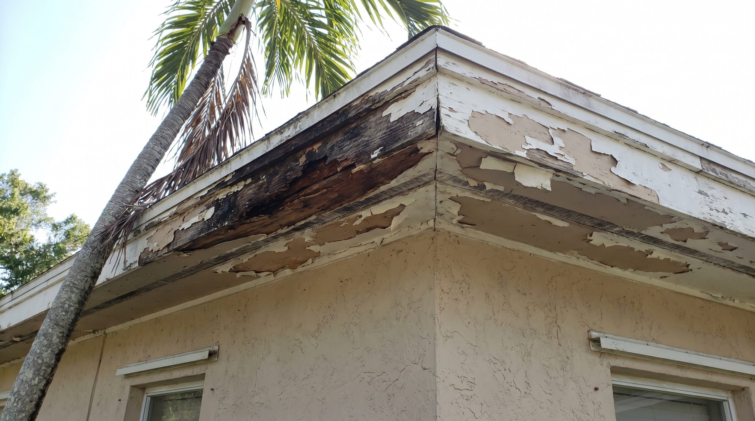 A close-up of a house’s roof corner shows extensive wood rot and peeling paint on the fascia, with damaged, exposed wood beneath. A tall palm tree leans nearby, its fronds partially visible above the roofline.